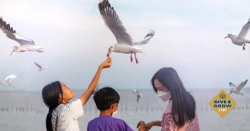 นกนางนวล บางปู — ไฮไลต์พิเศษ